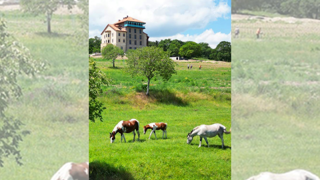 ისარგებლე ფასდაკლებით საცხენოსნო ტურებზე კახეთში. image 5