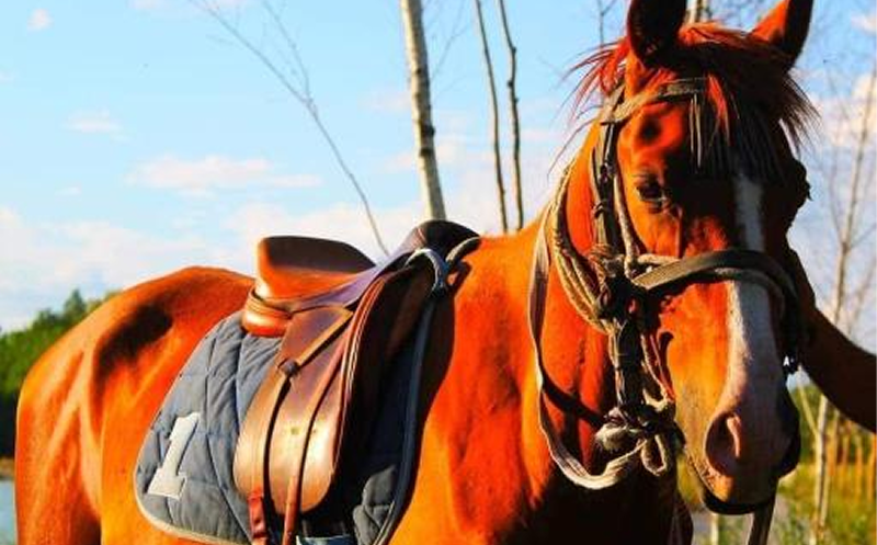 შექმენი დაუვიწყარი მოგონებები რანჩო ვარიანში 15