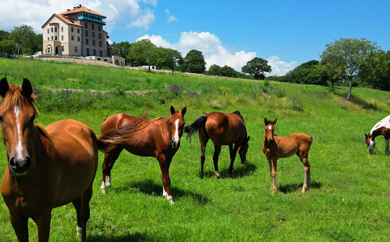 დაისვენე და ისიამოვნე დაუვიწყარი საცხენოსნო ტურით კახეთში image 8