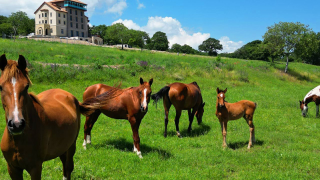 ისარგებლე ფასდაკლებით საცხენოსნო ტურებზე კახეთში. image 3