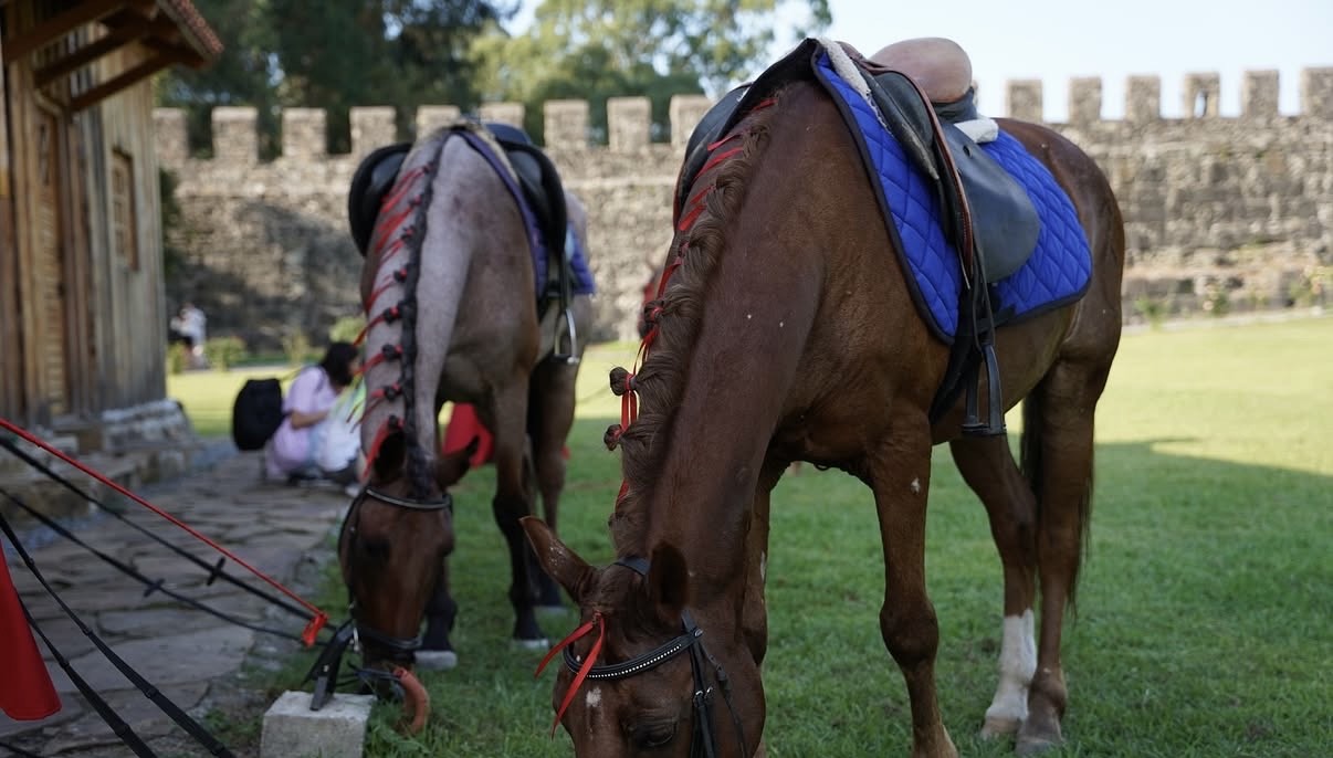მიიღე სხავადასხვა მომსახურება ბათუმის საცხენოსნო კლუბისგან image 0
