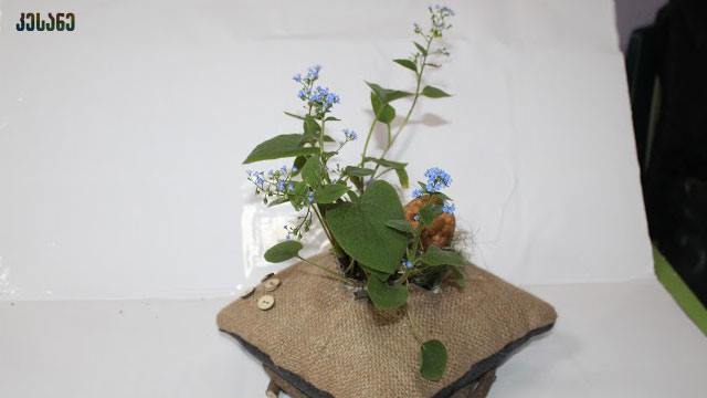 60%-მდე ფასდაკლების Swooper Code-ი სასურველ თაიგულზე ყვავილების სალონისგან «ლავანდა» image 6